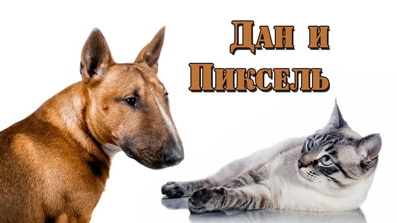 Бультерьер и кот. Дан и Пикс