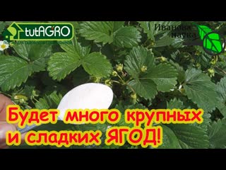 ХОТИТЕ МНОГО КРУПНОЙ И СЛАДКОЙ КЛУБНИКИ Подкормите ЭТИМ авторским рецептом во время цветения.
