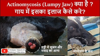 Actinomycosis in cow/#  actinomycosis    /submandibular hard growth in cow