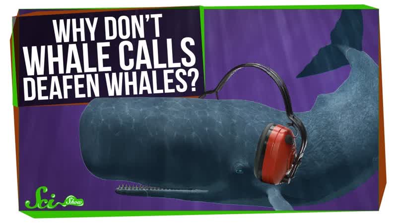Why Dont Whales Deafen