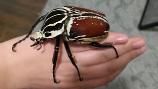 Captive-Reared Goliath Beetle