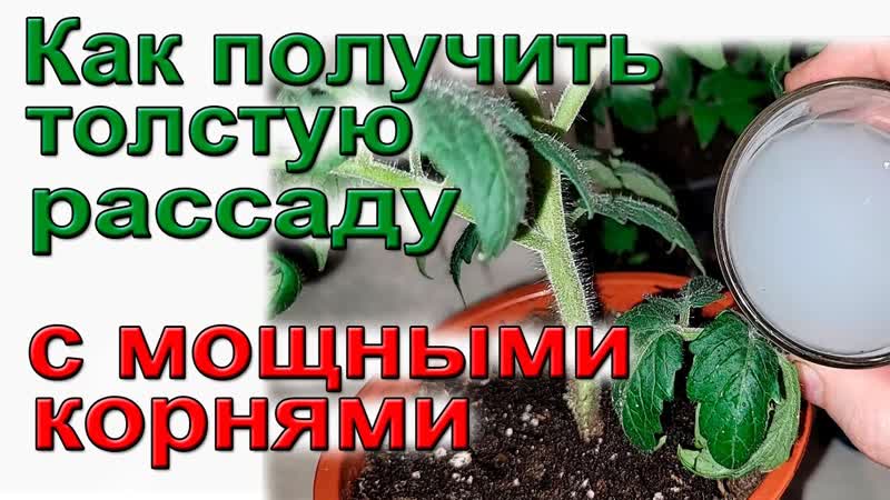 Как получить толстую рассаду с мощными