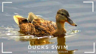 Утки плавают Ducks swim बतख アヒル 鴨子 البط Enten Canards Patos Bebek Үйректер 즈크 바지 Өрдөктөр O’rdaklar