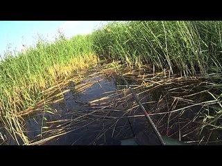 КАРП пошёл на меня!