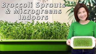 Growing Broccoli Sprouts and Microgreens - Hydroponic & No Soil Needed