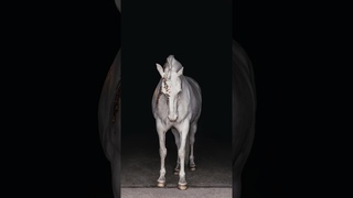 Новая фотосессия с поталью. Результат в конце  #лошади #equestrian #horse #лошадь #животные