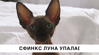 СФИНКС - ЛУНА УПАЛА!!!
