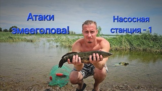 Ловля Змееголова 1 насоска Капчагай #fishing #алматы #рыбалка #nature #хищник #спиннинг #rockfishing