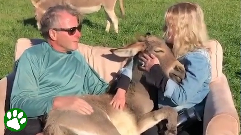Donkey Loves Sitting In Lap While Being