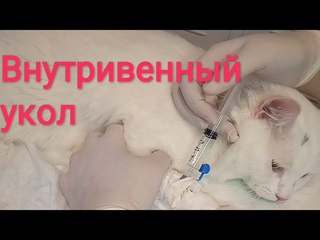 Как сделать коту внутривенный укол в установленный катетер