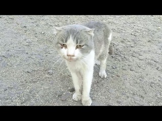Животные приграничья. Дожить до спасения
