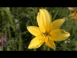 Лилия. Красная, желтая, перламутровая. Сказочные лесные поля с лилиями. Видео высокой четкости.