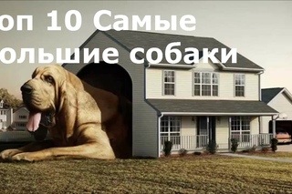 Топ 10 самые большие собаки в мире