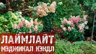 Гортензия Лаймлайт / Гортензия Мэджикал Кэндл