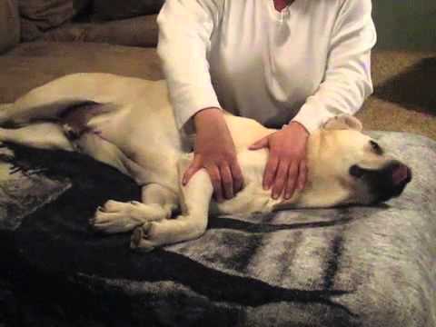Canine Massage Therapy Offers New Lease on