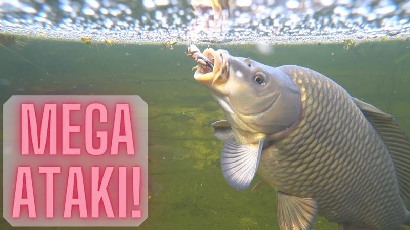 NIEBEZPIECZNE turkucie podjadki vs KARP KLEŃ JAŹ SUM w
