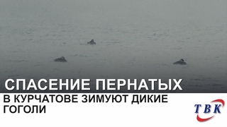 В Курчатове зимуют дикие гоголи