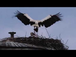 Аист на крыше караоке. Клип на песню аист на крыше. Тексты детских песен. Танец аист на крыше. Аисты на крыше.