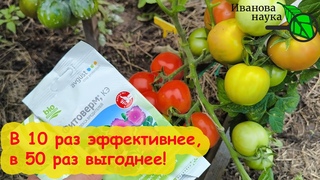 ОБРАБОТАЙТЕ ОГУРЦЫ 1 РАЗ и клещ уже не вернётся ни в огород, ни в теплицу. Прокачка Фитоверма.
