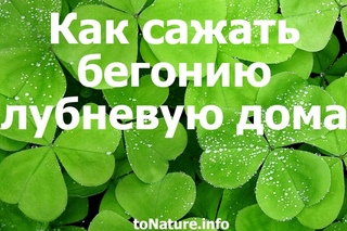 Как сажать бегонию клубневую дома?