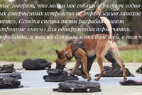 Собака по запаху человека. Розыскные собаки. Собака чует. Ольфакторная экспертиза запаховых следов. Собака по запаху человека.