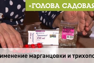 Голова садовая - Применение марганцовки и трихопола