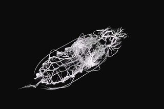 Tracheal system of Tenebrio molitor, 3D model
