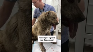 Ничего не собрали на передержку! Он окажется на улице