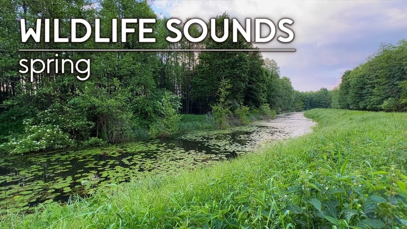 2 HOURS Wildlife Sounds Frogs, Crickets, Birds, Insects Spring, Afternoon
