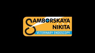 Орхиэктомия (кастрация) кролика - Самборская Никита.  Orchiectomy (neutering) of a rabbit