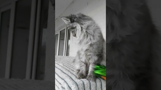 Котята мейнкун девочка Золото Мирославы