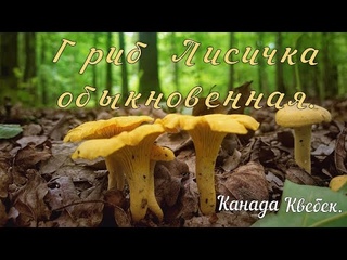 Гриб Лисичка обыкновенная. Канада | Квебек.