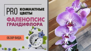 Орхидея с огромными цветами - фаленопсис грандифлора