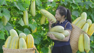 Harvesting BIG MUSK-MELON go to Village Market Sell | Live In Village