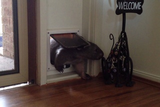 Ruby the Wombat using the cat door