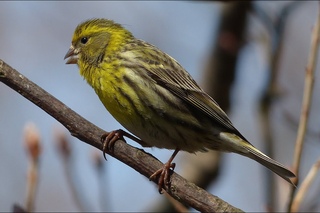 European serin / Канареечный вьюрок / Европейский вьюрок / Serinus serinus