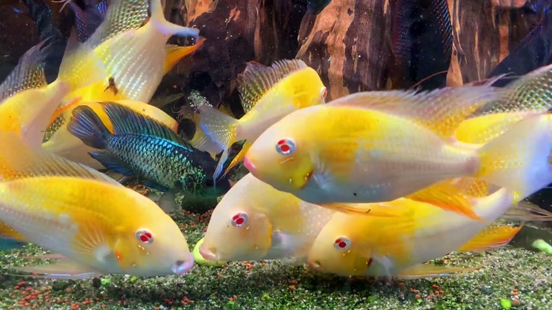 Dinner with the threadfin acara Albino ( Acarichthys