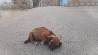 Early In The Morning, The Little Girl Was Left on The Road With Sadness Covering Her Poor Soul