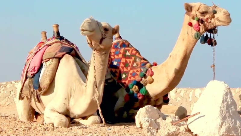 Own it 1 Unit 7 Four legged friends GLOBETROTTERS 8 amimals
