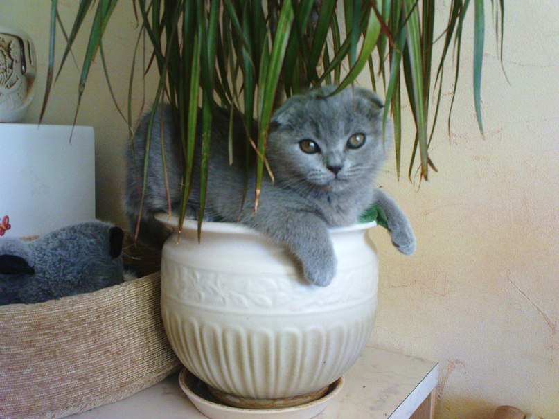 Анна Тарабухина | Череповец