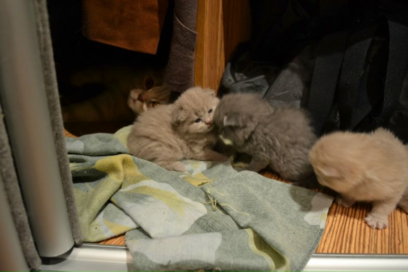 Валюшка Галашева | Нижний Новгород