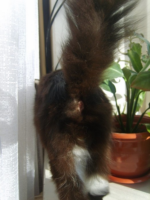 Лена Перевозчикова | 