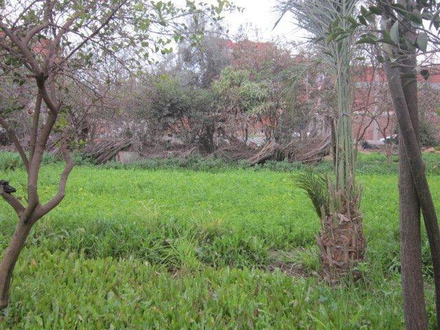 Юлия Гамаль | Taba