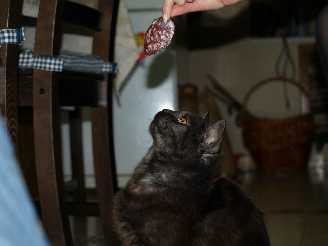 Ярослав Влах | Краснодар