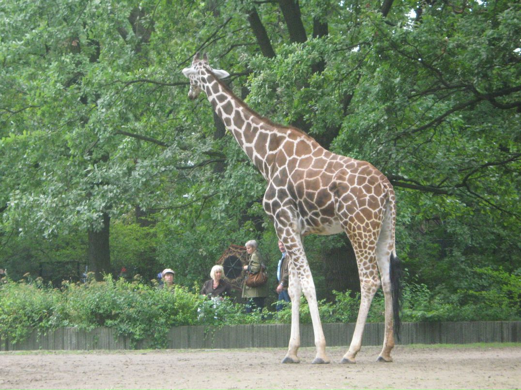 Никита Воронин | Ярославль