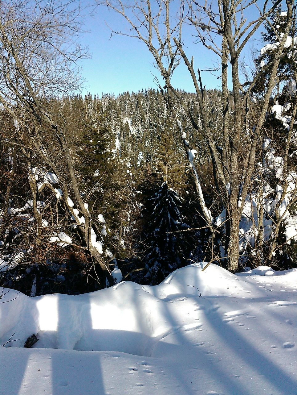 Галочка Белокаминская | Одесса