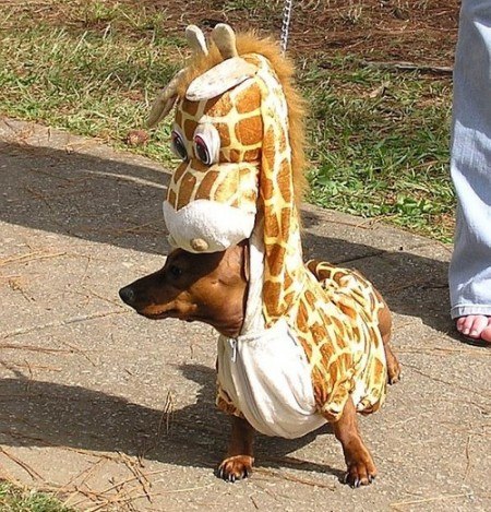 №15, Алина-Ангелина Дедушинская, Херсон №15, Алина-Ангелина Дедушинская, Херсон