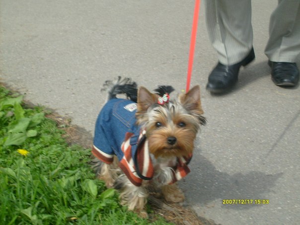 №3, Лорд-Гарольд Султанович №3, Лорд-Гарольд Султанович