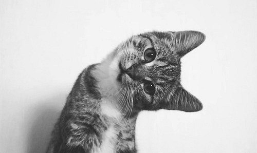 Константин Хлебутин | Amsterdam