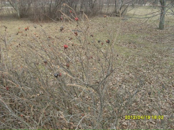 №68, Сияна Запольнова, Москва №68, Сияна Запольнова, Москва